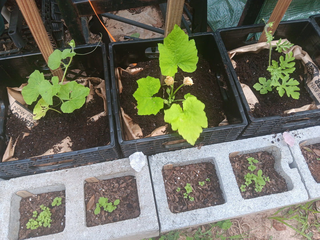 Cultivating Growth:  Reflections On My Therapeutic Horticulture Journey